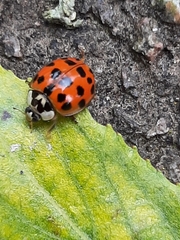 Harmonia axyridis