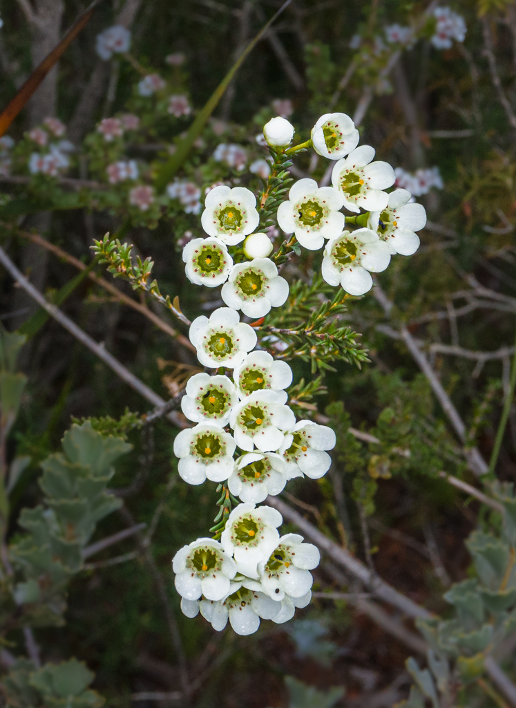 large waxflower