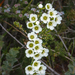 Large Waxflower - Photo (c) vr_vr, some rights reserved (CC BY-NC)