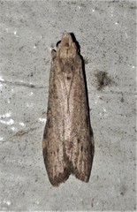 Achyra affinitalis
