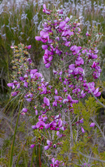 Gompholobium scabrum