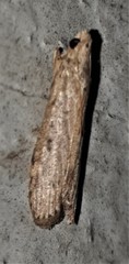 Achyra affinitalis