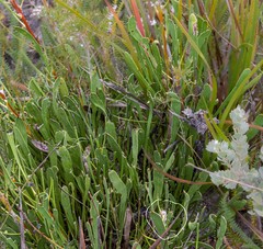 Isopogon polycephalus
