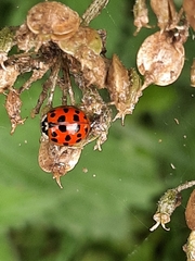 Harmonia axyridis