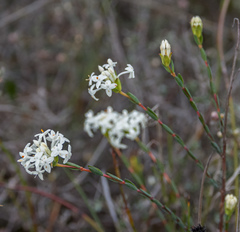 Pimelea brevifolia brevifolia