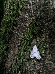 Cyathophorum bulbosum