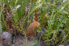 Banksia gardneri