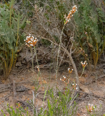 Lysinema ciliatum