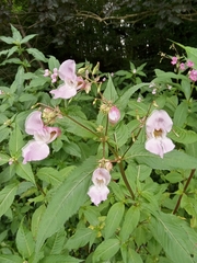 Impatiens glandulifera
