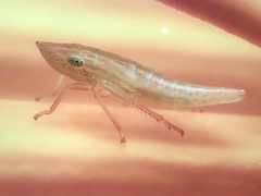 Japananus hyalinus