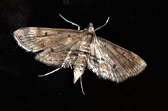 Parapoynx crisonalis