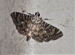 Glyphodes onychinalis