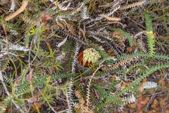 Banksia obtusa