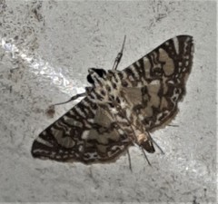 Glyphodes onychinalis