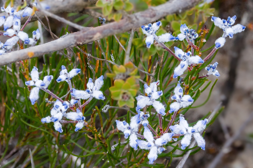 Conospermum filifolium