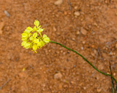 Glischrocaryon aureum