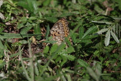 Argynnis xipe