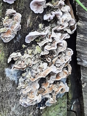 Fungi