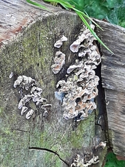 Fungi