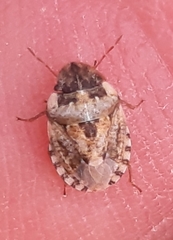 Sciocoris conspurcatus