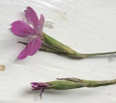 Dianthus deltoides deltoides