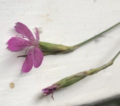 Dianthus deltoides deltoides