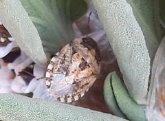 Sciocoris conspurcatus