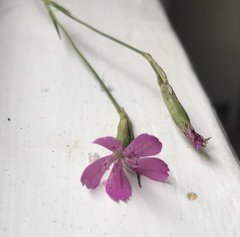Dianthus deltoides deltoides