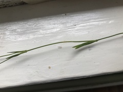 Dianthus deltoides deltoides