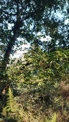 Pyrus cordata