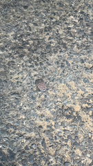 Lycorma delicatula