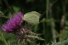Gonepteryx aspasia