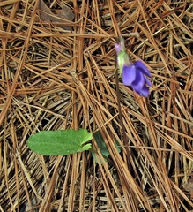 Viola fimbriatula