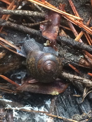 Helminthoglypta orina