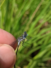 Lestes forcipatus