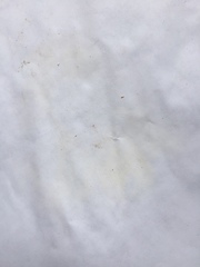 Russula pseudolepida