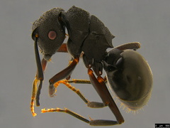 Polyrhachis phryne