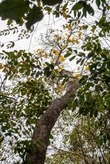 Handroanthus serratifolius