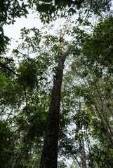 Handroanthus serratifolius