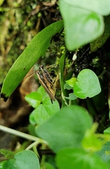 Spilomantis occipitalis