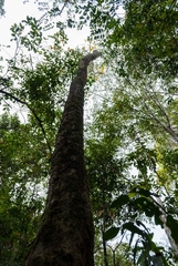 Handroanthus serratifolius