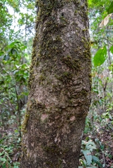 Handroanthus serratifolius