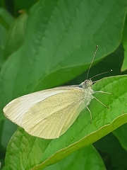 Pieris rapae