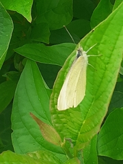Pieris rapae