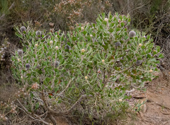 Isopogon trilobus