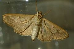 Syllepte sellalis