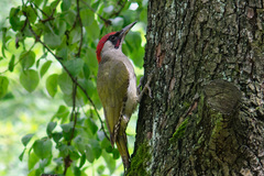 Picus viridis