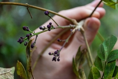 Jacaranda caroba