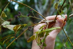 Jacaranda caroba