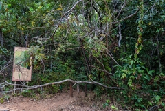 Jacaranda caroba